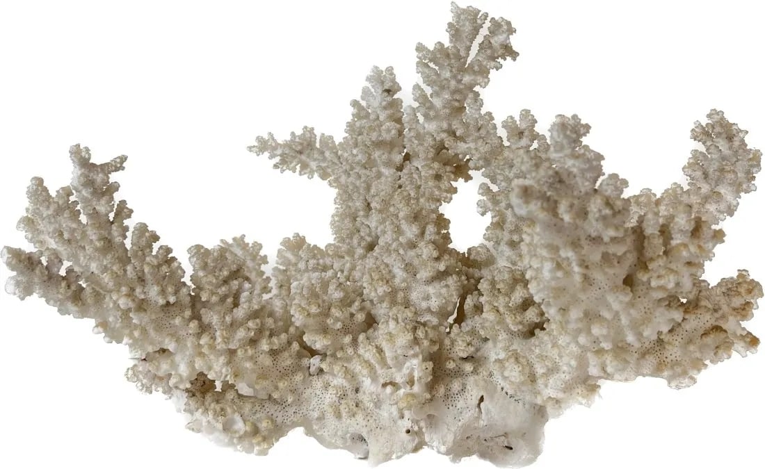 White Coral reef specimen cluster (1 of 6)