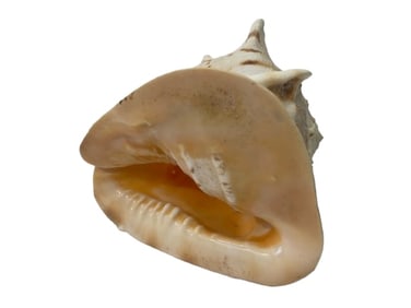 A large natural queen Conch Shell