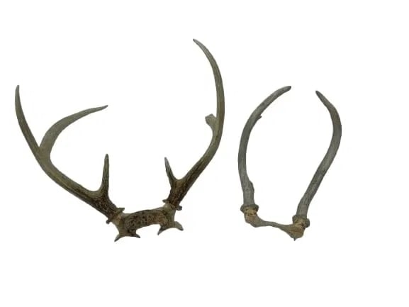 Deer Antler Horns: Deer Antler Horns , Taxidermy PRONGHORN HORNS of DEER ANTLERS.