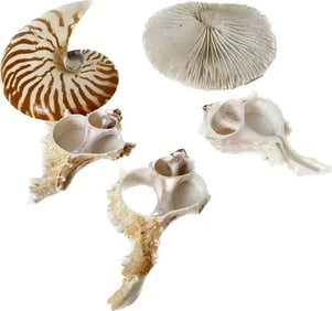 Assorted Seashell Collection