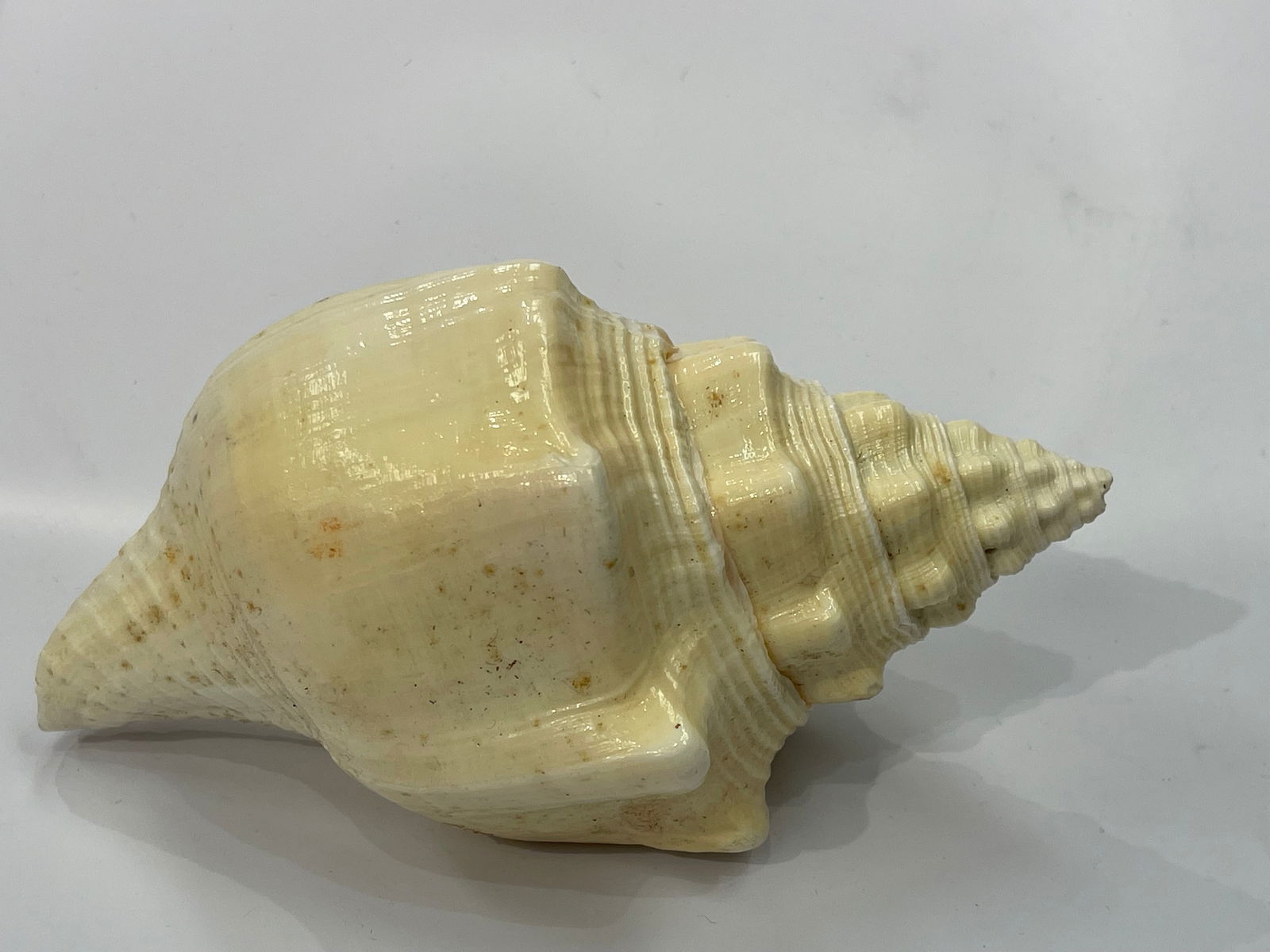 A natural Conch Shell - 2