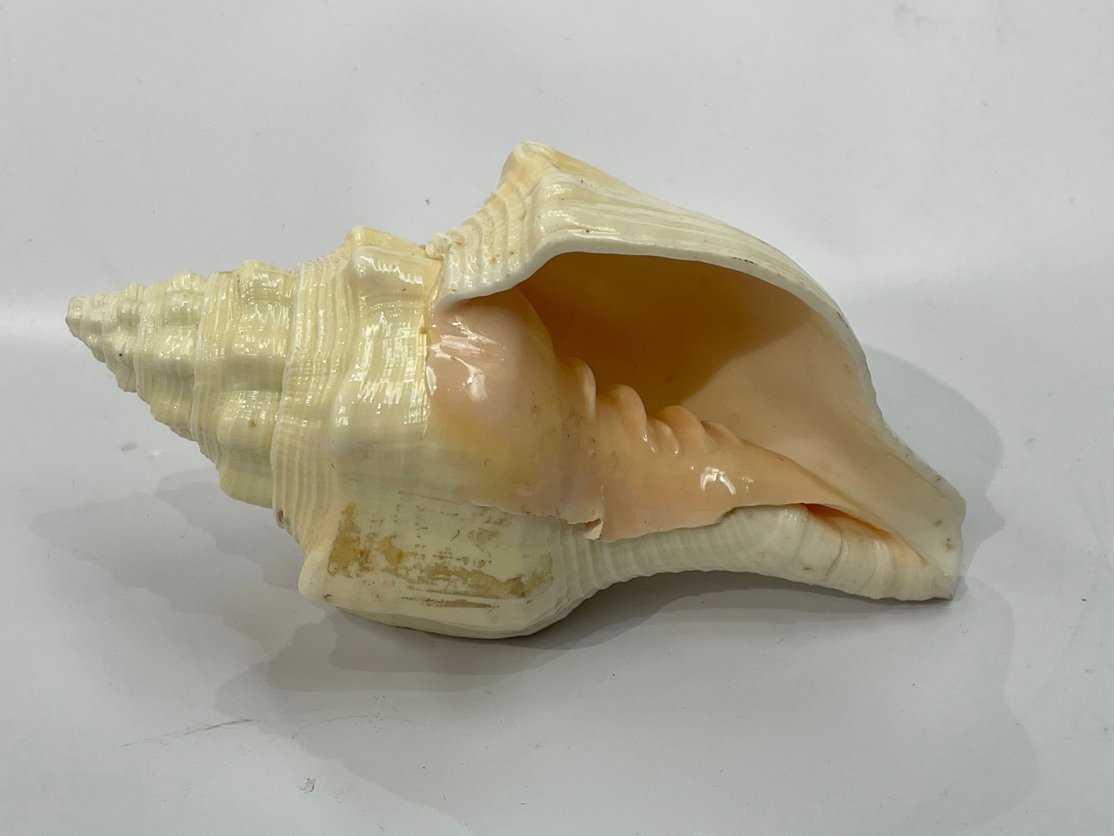 A natural Conch Shell - 3