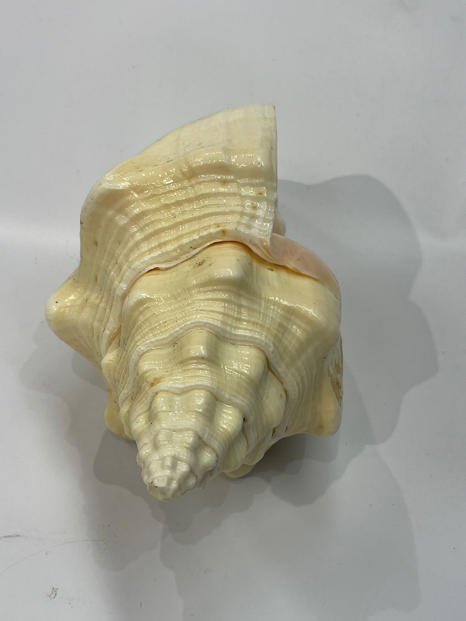 A natural Conch Shell - 4