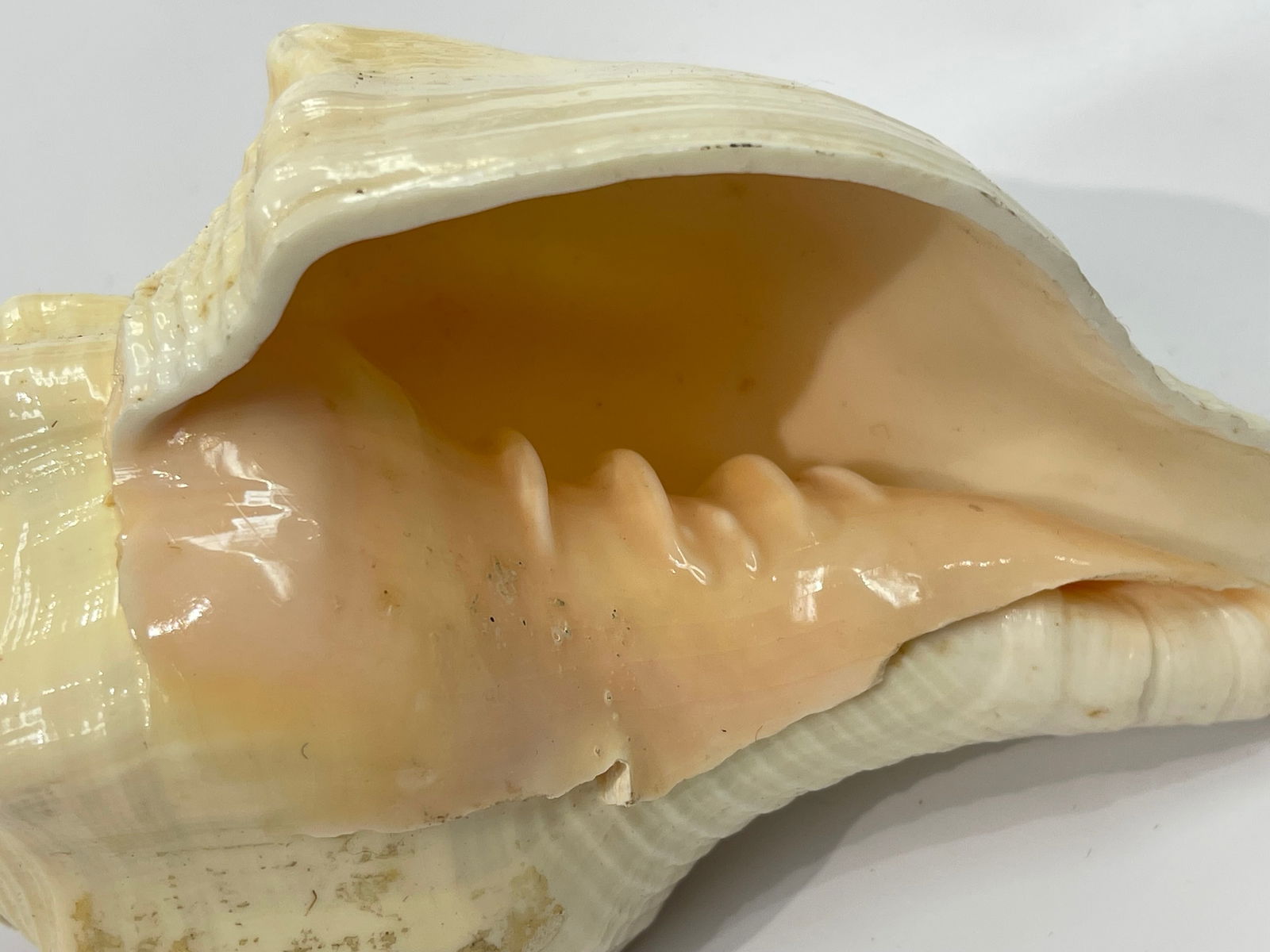 A natural Conch Shell - 6