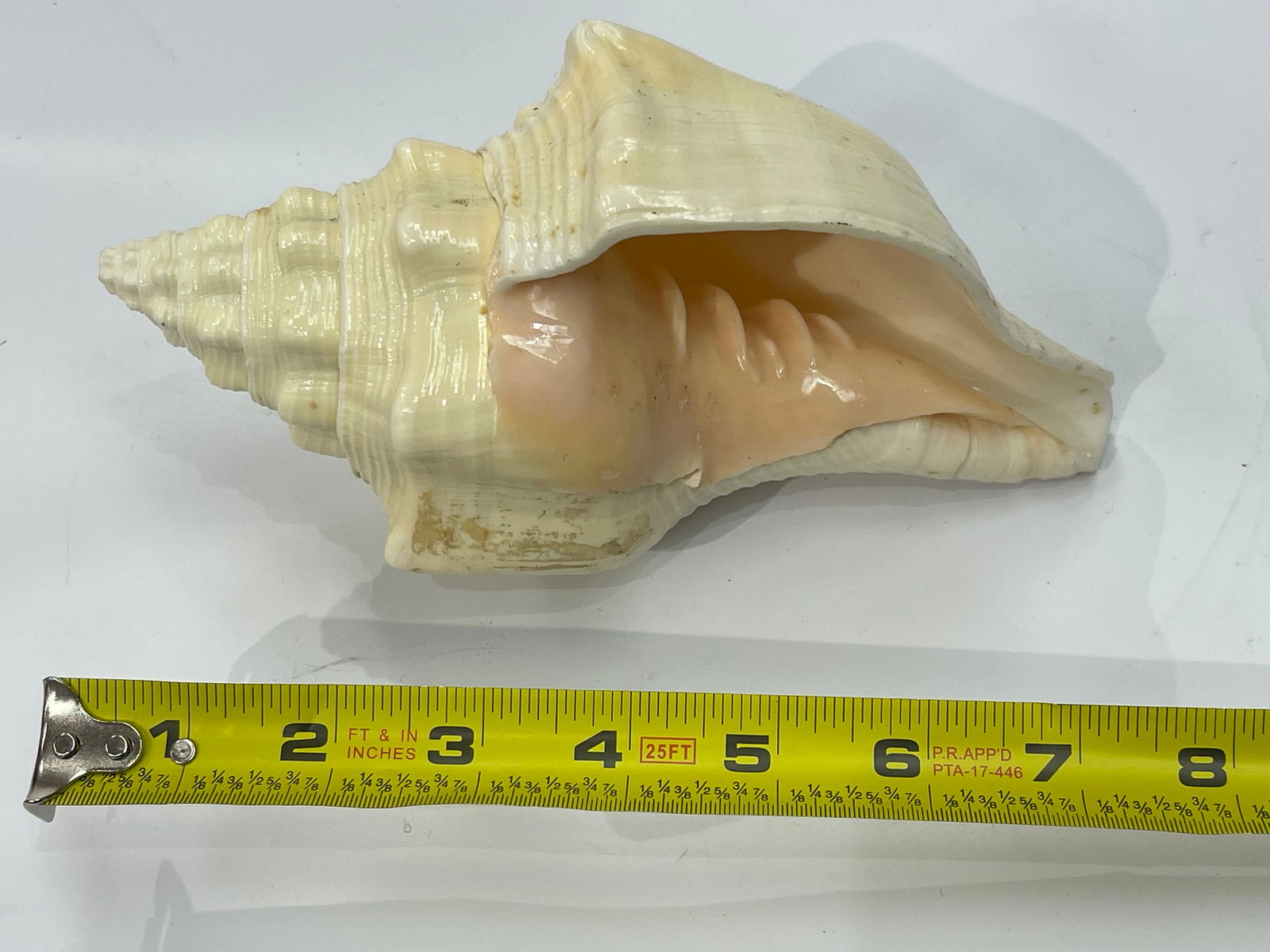 A natural Conch Shell - 7