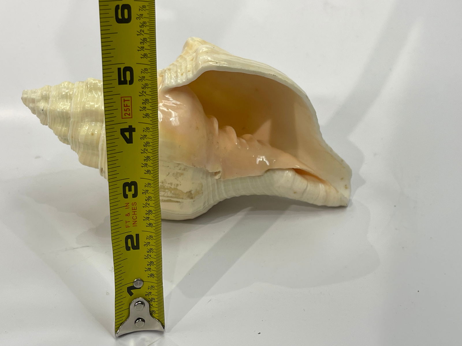 A natural Conch Shell - 8