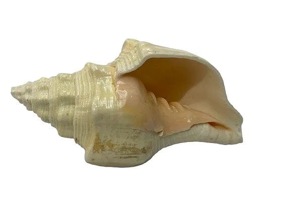 A natural Conch Shell: A Conch Sea Shell measuring 7 inches long. A natural decorative Conch sea shell.Conch (pronounced "konk") is a large sea snail, a marine mollusk, that is a popular seafood delicacy in the Caribbean,