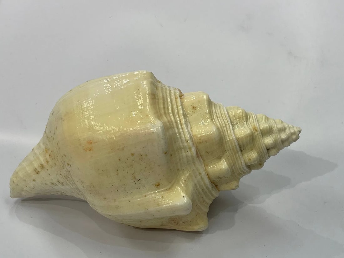 A natural Conch Shell - 2