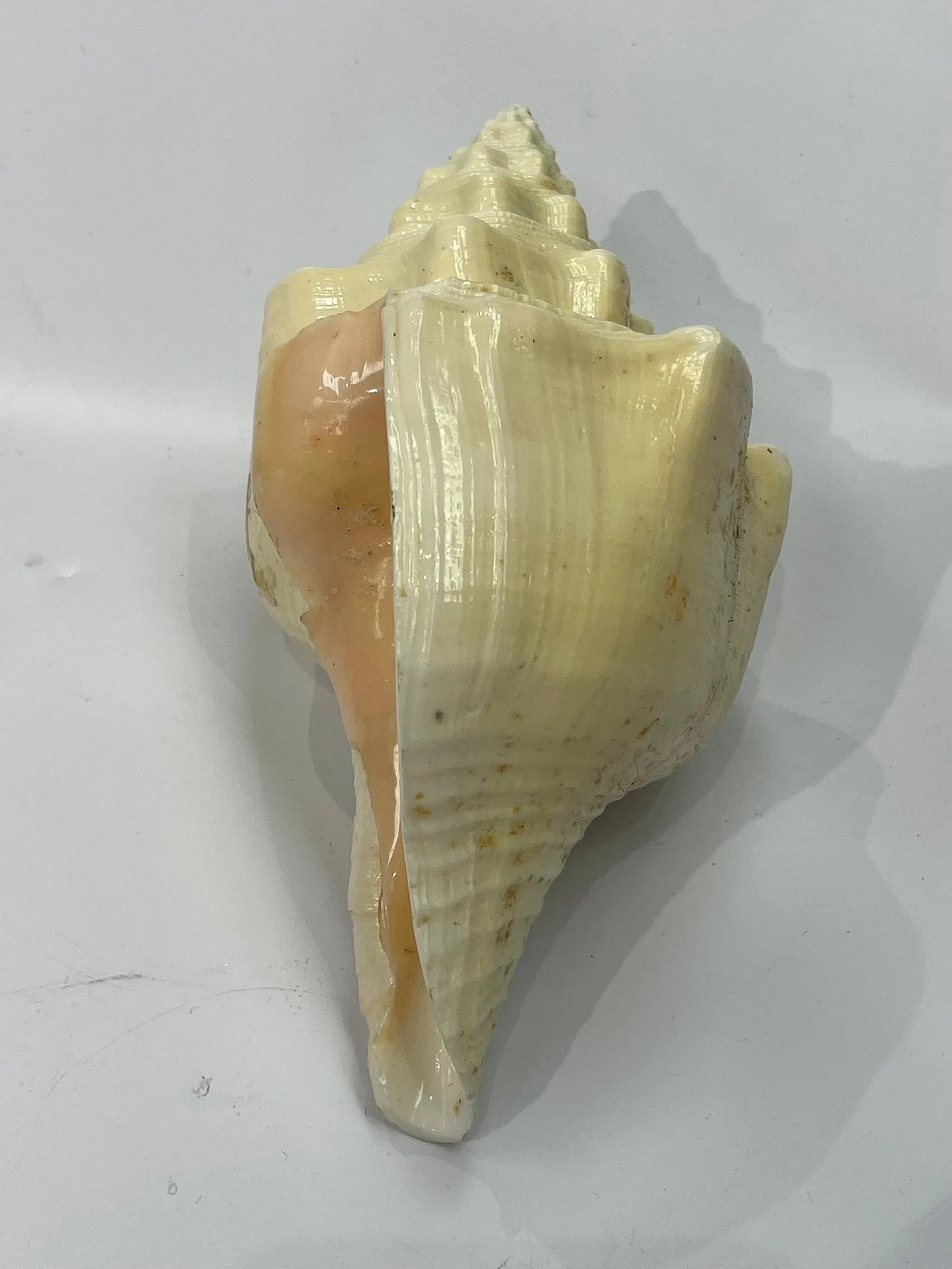 A natural Conch Shell - 5