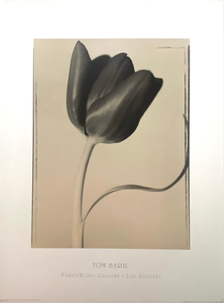 Tom Baril Fahey Klein Gallery Poster Tulips: Tom Baril Fahey Klein Gallery Poster Tulips, measures 23.75 x 31.5 inches Printed in England n thicker nice paper