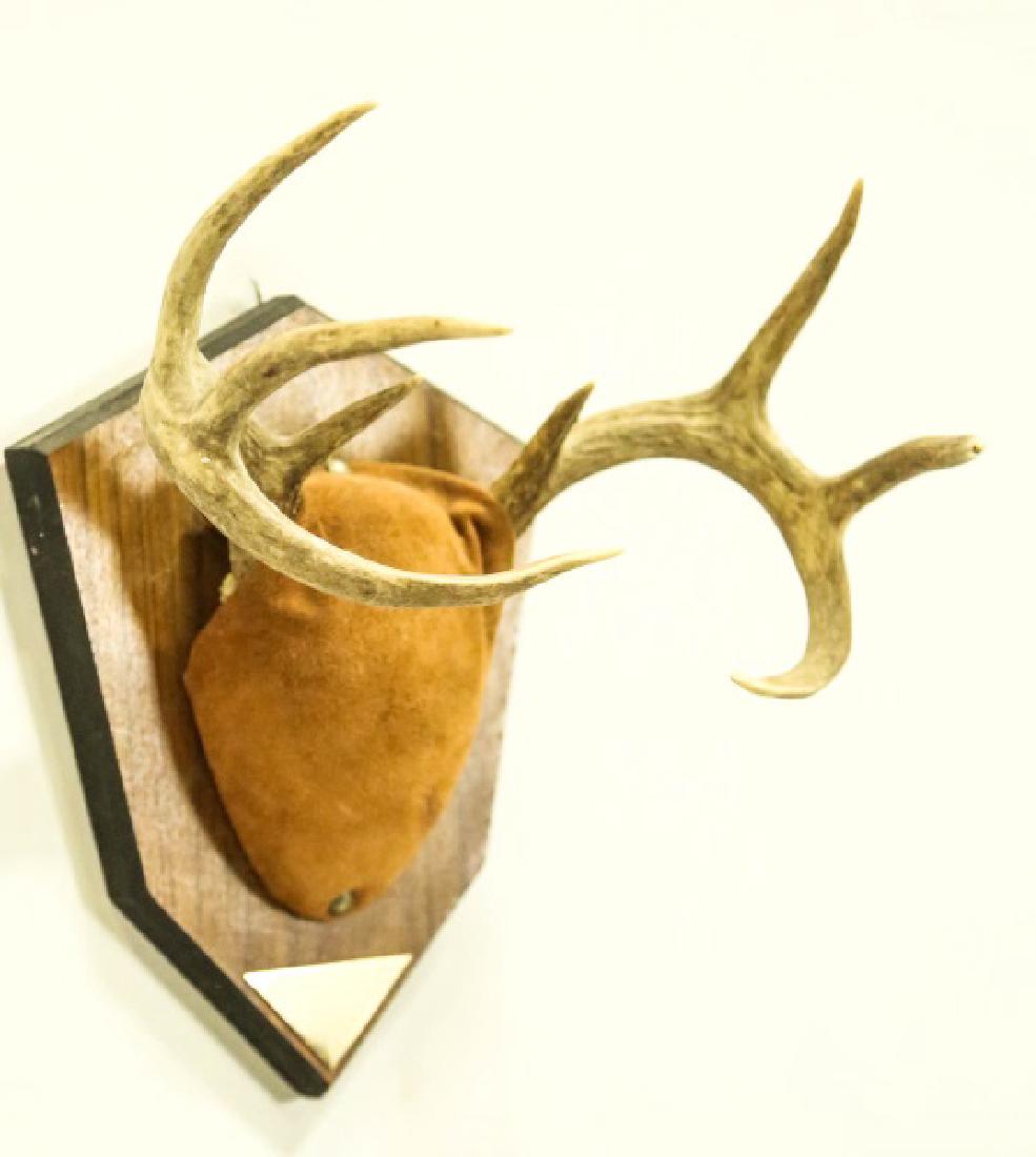 DEER HORN MOUNT: DEER HORN MOUNT Height: 13 in. by Width: 11 in. by Depth: 10
