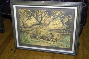 Picture of cheetahs in a field