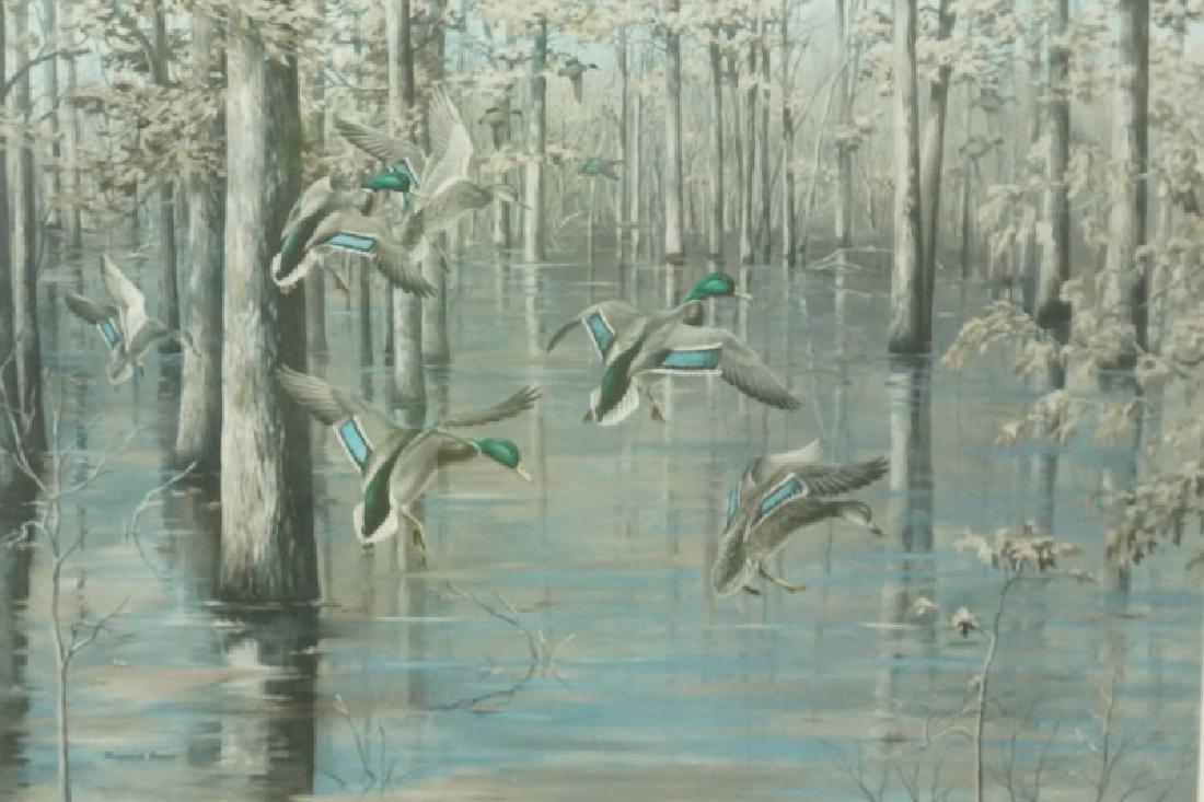 RUSE MAYNARD "MALLARDS DROPPING IN" SIGNED PRINT: RUSE MAYNARD "MALLARDS DROPPING IN" SIGNED PRINT, EDITION NUMBER 284/850. Height: 28 & 18 in. by Width: 38 & 27 in.