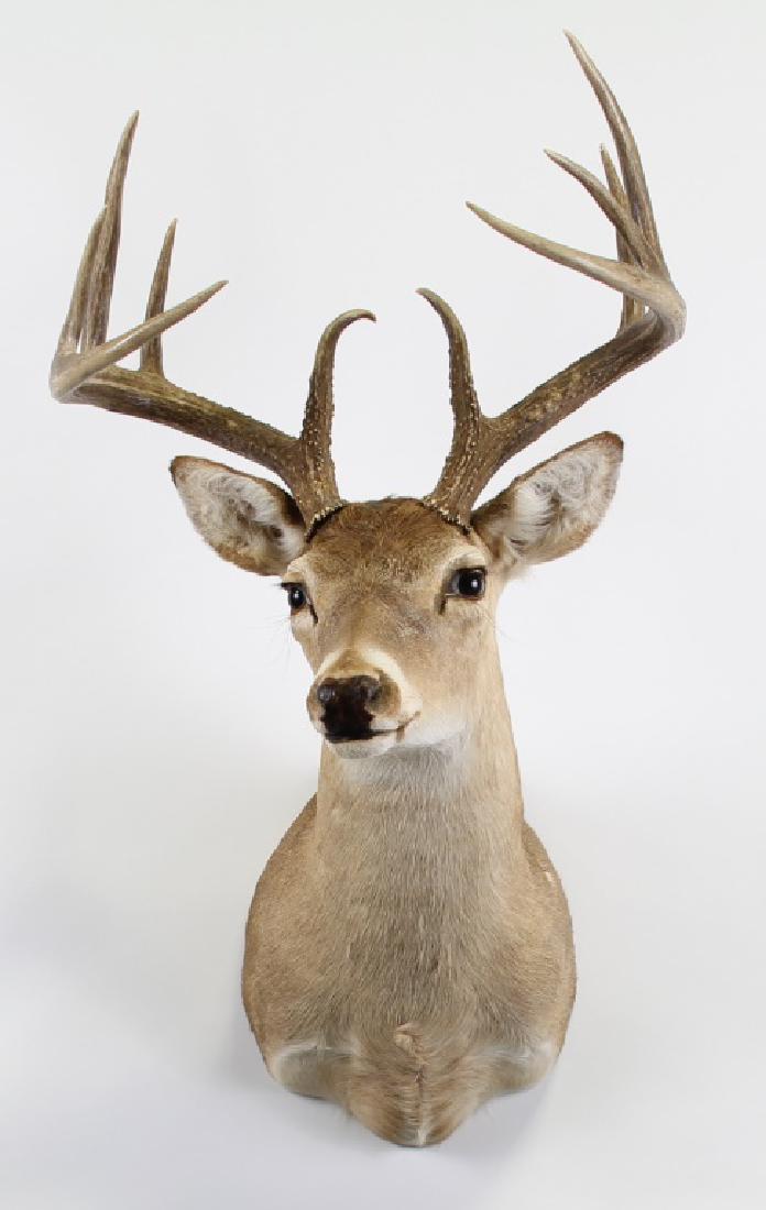 WHITETAIL DEER SHOULDER MOUNT: WHITETAIL DEER SHOULDER MOUNT. Height: 35 in. by Width: 18 in. by Depth: 18 in.