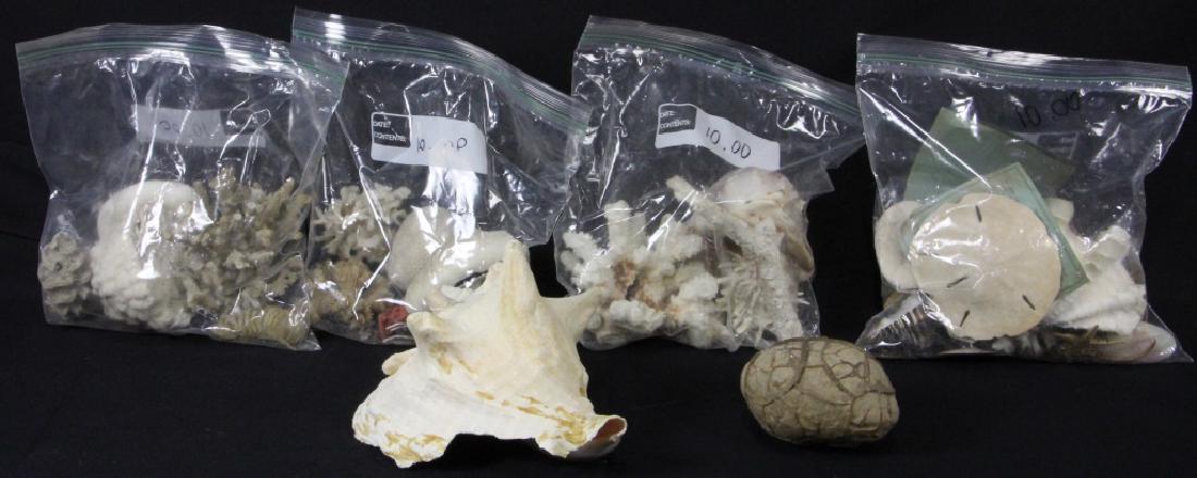 SEA SHELLS AND CORAL BOX LOT: SEA SHELLS AND CORAL BOX LOT Height: 6 in. by Width: 9 in. by Depth: 6 in.