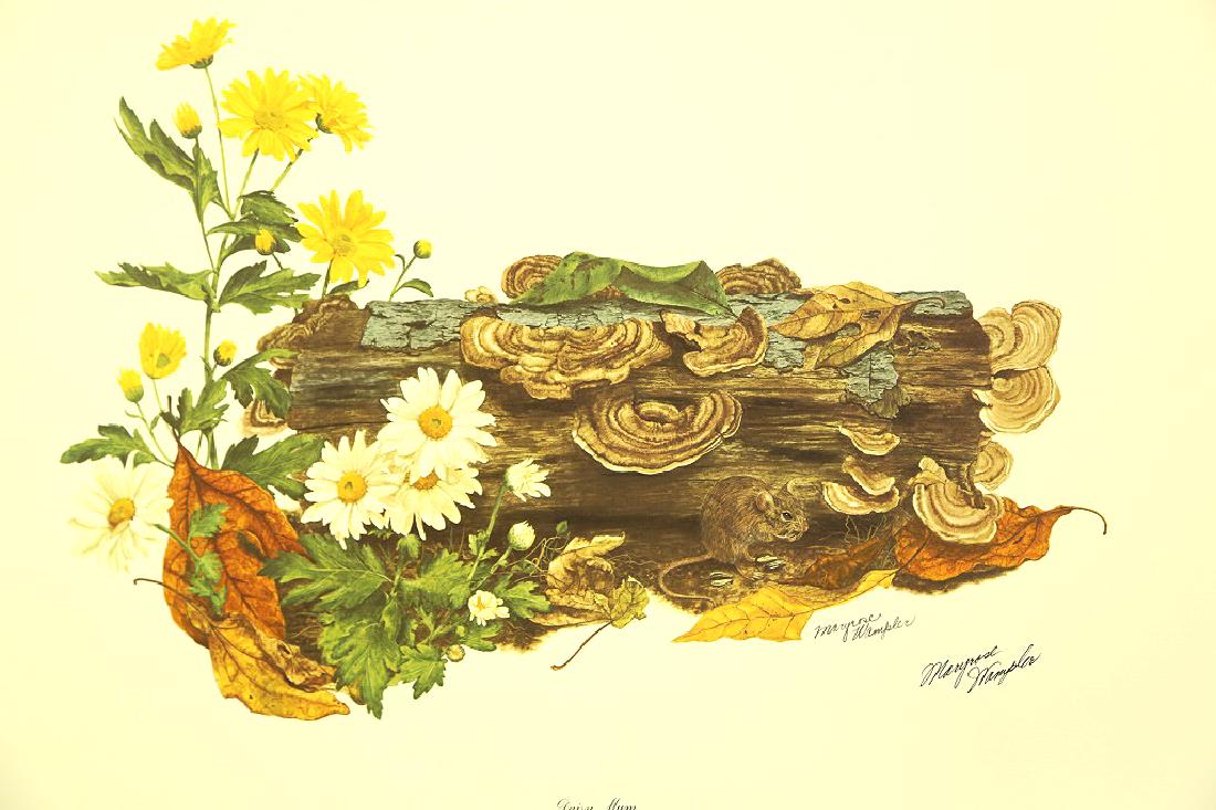 MARYROSE WAMPLER: MARYROSE WAMPLER SIGNED LITHOGRAPH WITH CERTIFICATE OF AUTHENTICITY. "DAISY MUM" PLATE 4 Height: 22 in. by Width: 28