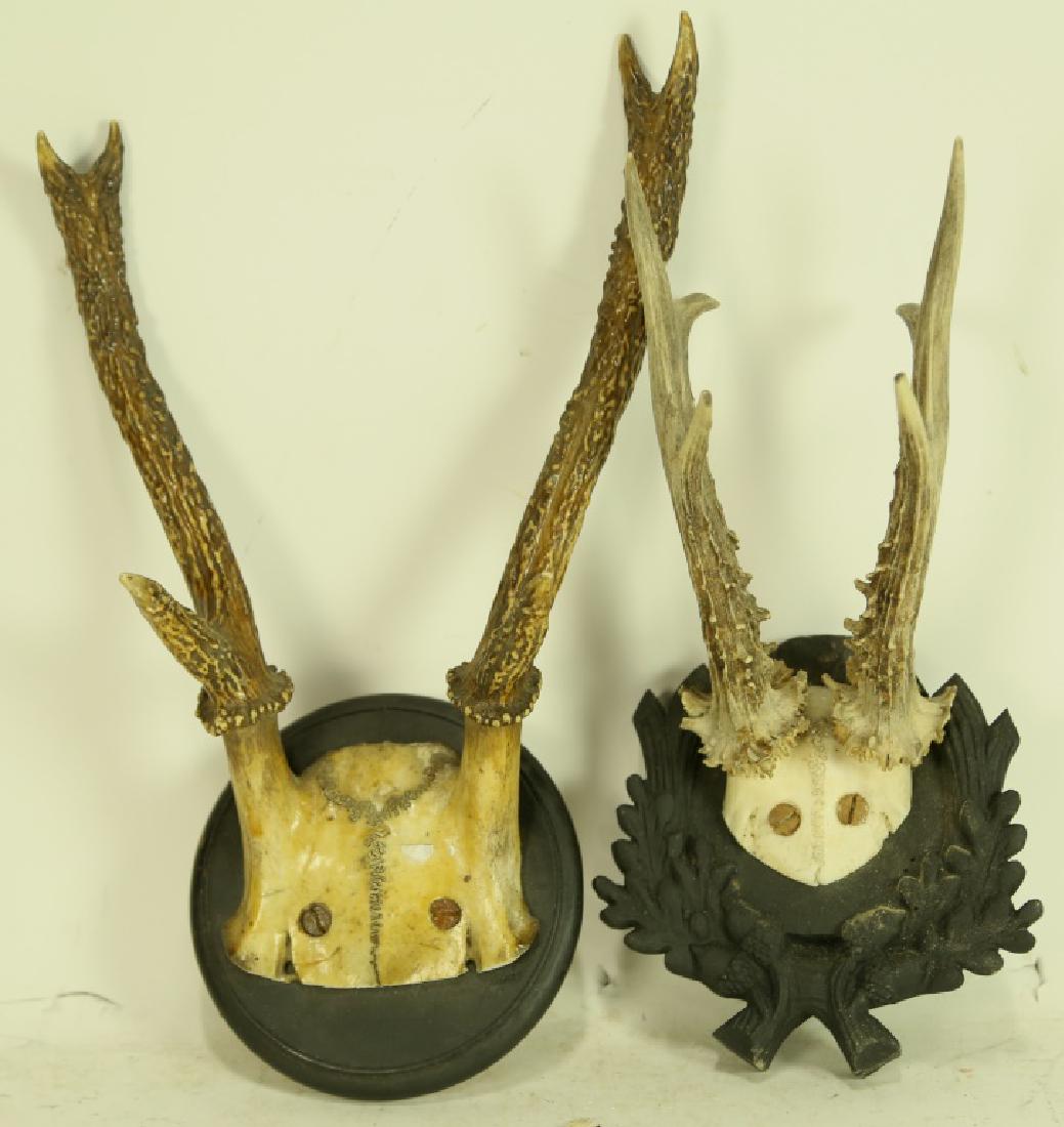 PAIR OF ANTLER MOUNTS: PAIR OF ANTLER MOUNTS. Height: 13 in. by Width: 8 in. by Depth: 4 in.