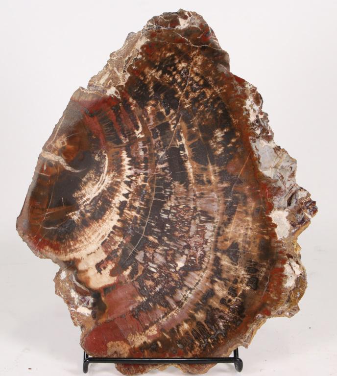 LARGE PETRIFIED WOOD SLICE ON STAND (1 of 1)
