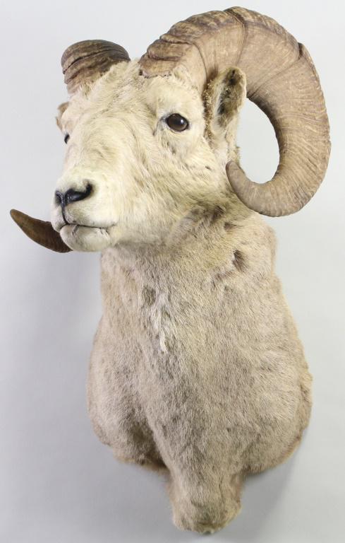 TAXIDERMY RAM SHOULDER MOUNT: TAXIDERMY RAM SHOULDER MOUNT. Height: 29 in. by Width: 14 in. by Depth: 16 in.