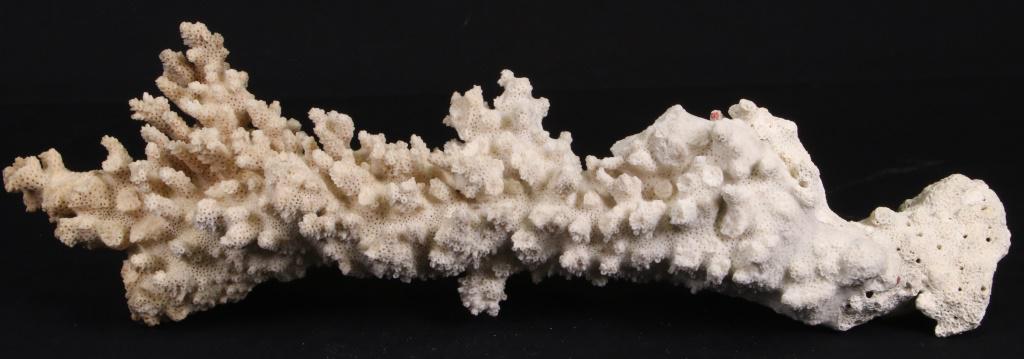 FLUORESCENT CORAL PIECE ON STAND: FLUORESCENT CORAL PIECE ON STAND WEIGHT 2.6 LBS. 5"h x 16"w x 3"d.
