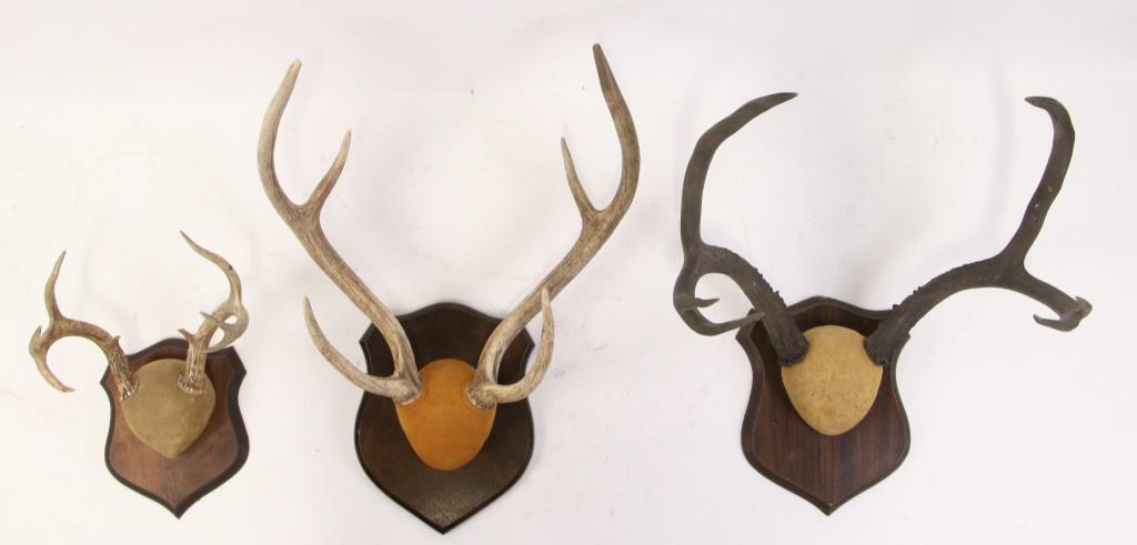 SET OF 3 VINTAGE ANTLER MOUNTS: SET OF 3 VINTAGE ANTLER MOUNTS Height: 17 in. by Width: 18 in. by Depth: 12