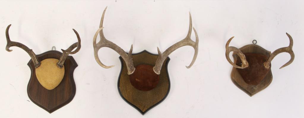 SET OF 3 VINTAGE ANTLER MOUNTS: SET OF 3 VINTAGE ANTLER MOUNTS Height: 17 in. by Width: 18 in. by Depth: 12