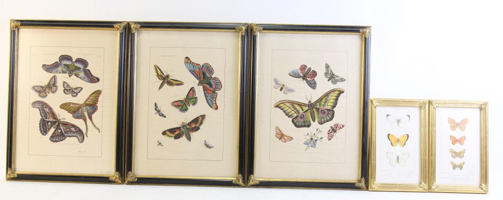 SET OF FIVE A. NOEL CIRCA 1845 BUTTERFLY PRINTS (1 of 6)