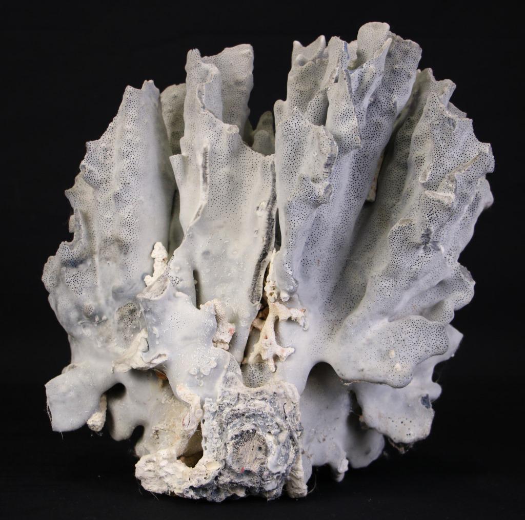 RARE BLUE CORAL SPECIMEN (1 of 1)