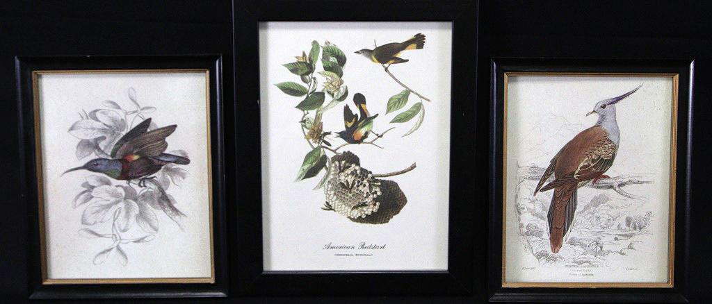 LOT OF THREE FRAMED & MATTED AUDUBON PRINTS (1 of 4)