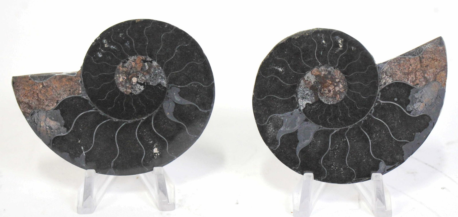 SMALL SPLIT & POLISHED AMMONITE HALVES: SMALL SPLIT & POLISHED AMMONITE HALVES (F31) LESS THAN 1 LB Height: 3 in. by Width: 2 in. by Depth: 2