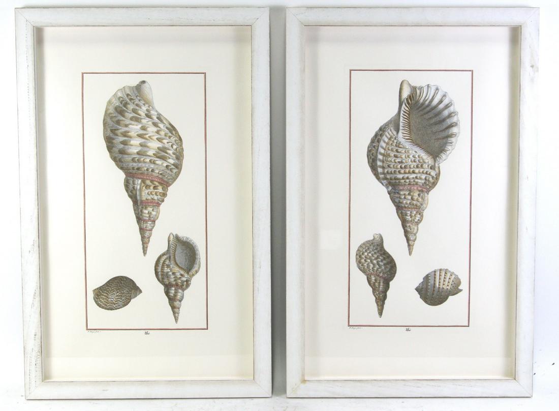 PAIR OF FRAMED AND MATTED SEA SHELL PRINTS (1 of 4)