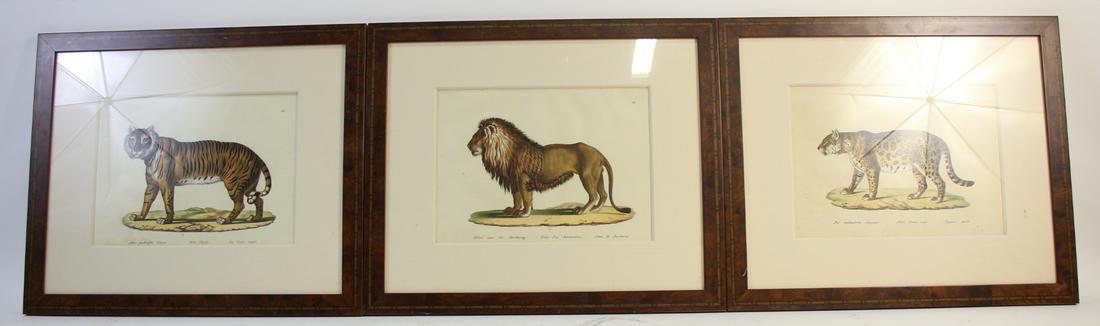 LOT OF THREE H. R. SCHINZ HAND COLORED ENGRAVINGS (1 of 9)