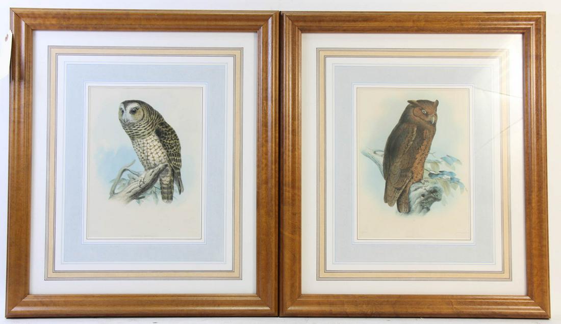 PAIR OF ANTIQUE J. WOLF OWL ENGRAVINGS (1 of 5)