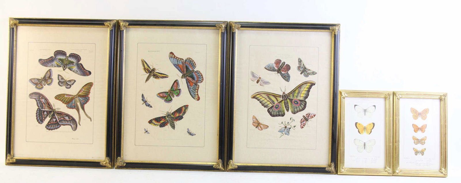 SET OF FIVE A. NOEL CIRCA 1845 BUTTERFLY PRINTS (1 of 6)