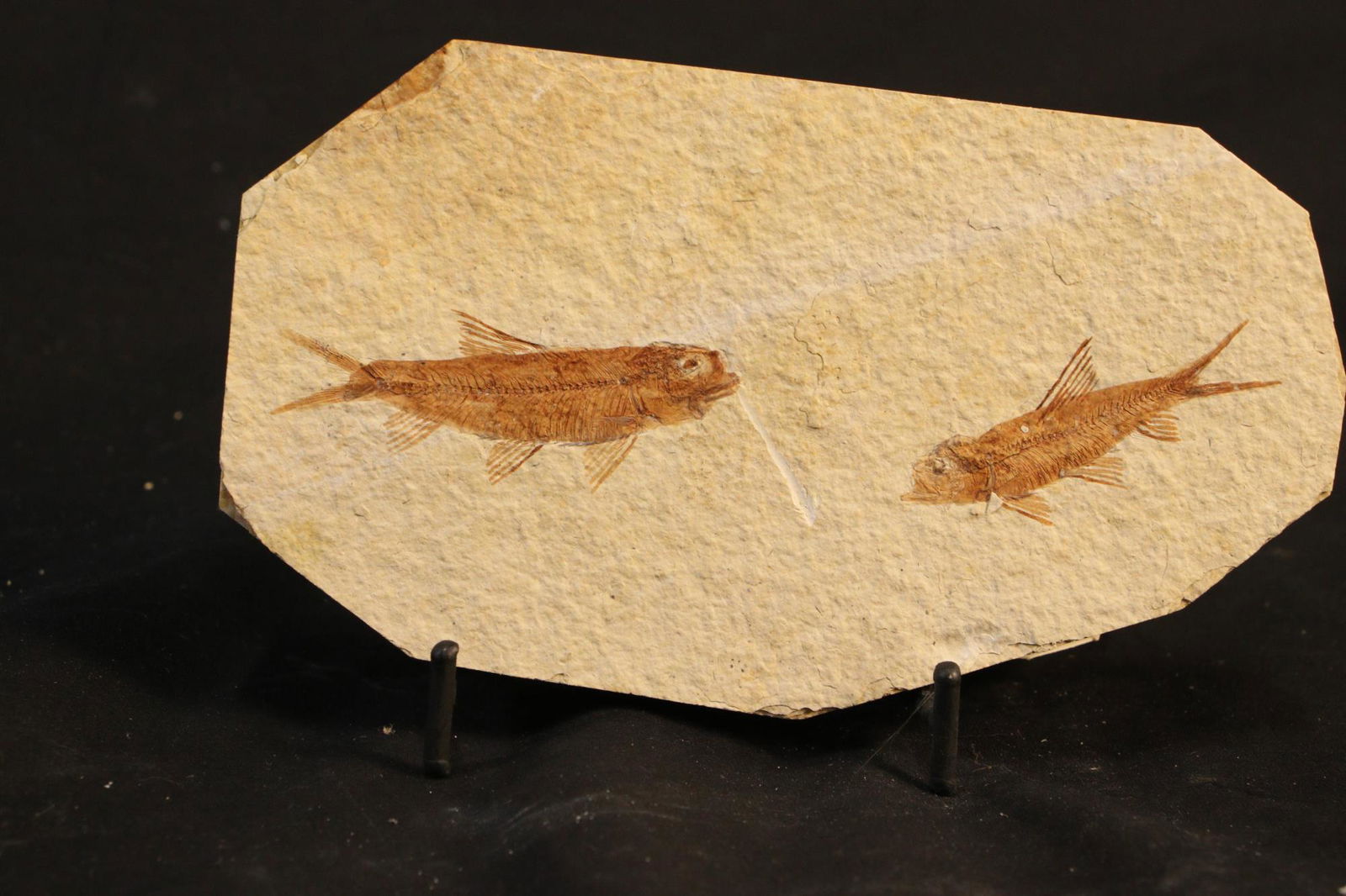 HIGH DETAIL 2 FISH FOSSIL ON STAND (1 of 2)