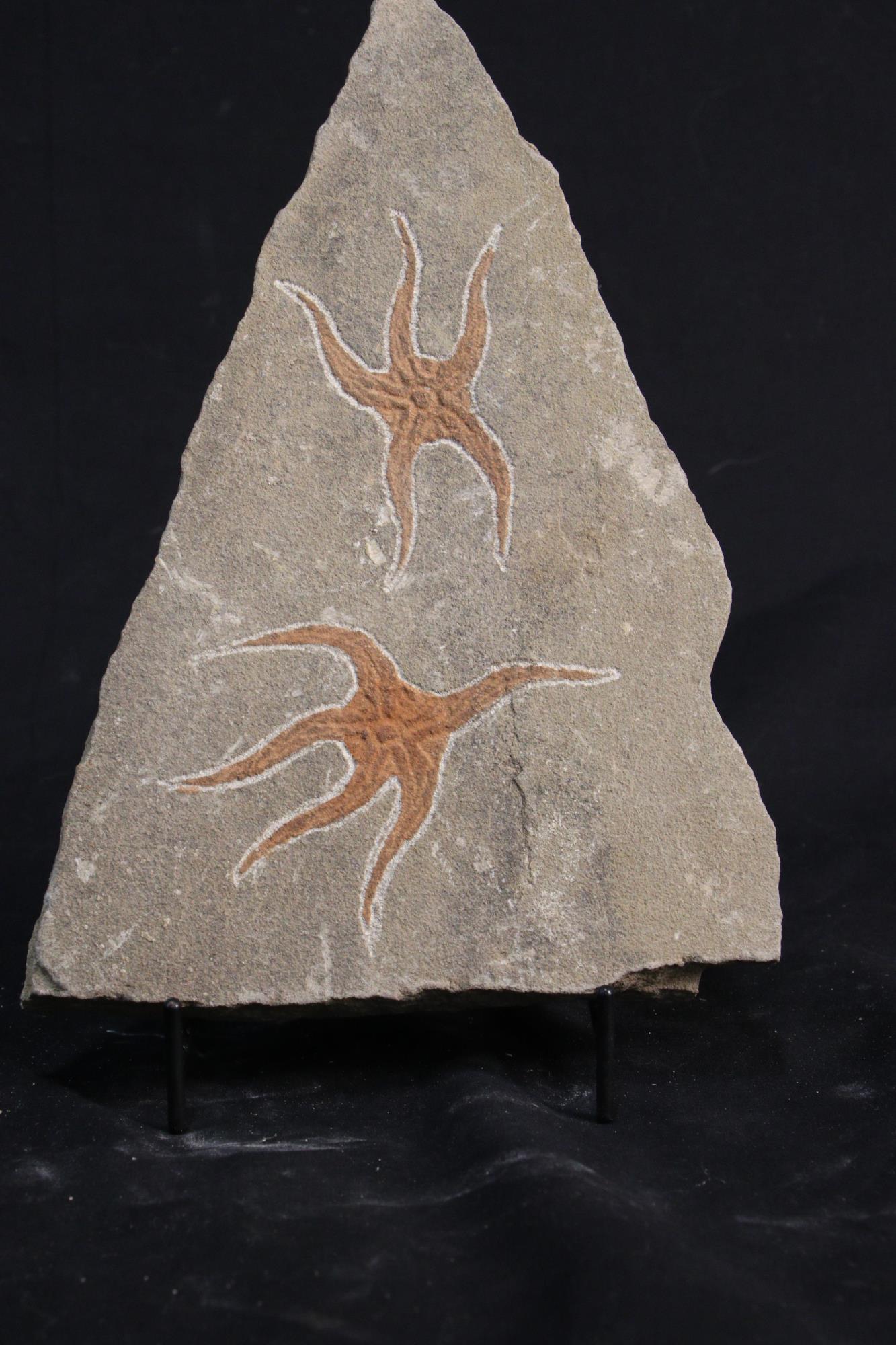 MOROCCAN JURASSIC STARFISH FOSSIL (1 of 2)