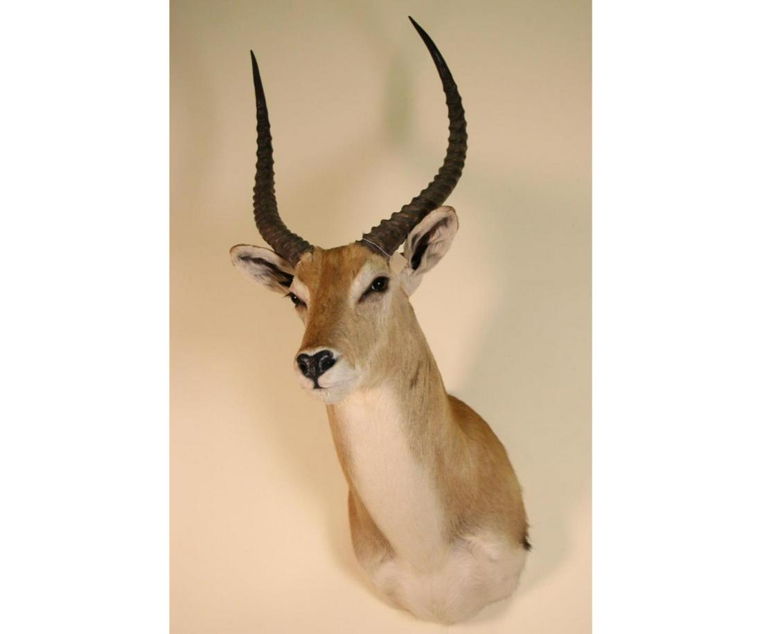 IMPALA ANTELOPE SHOULDER MOUNT: IMPALA ANTELOPE SHOULDER MOUNT Height: 39 in. by Width: 15 in.
