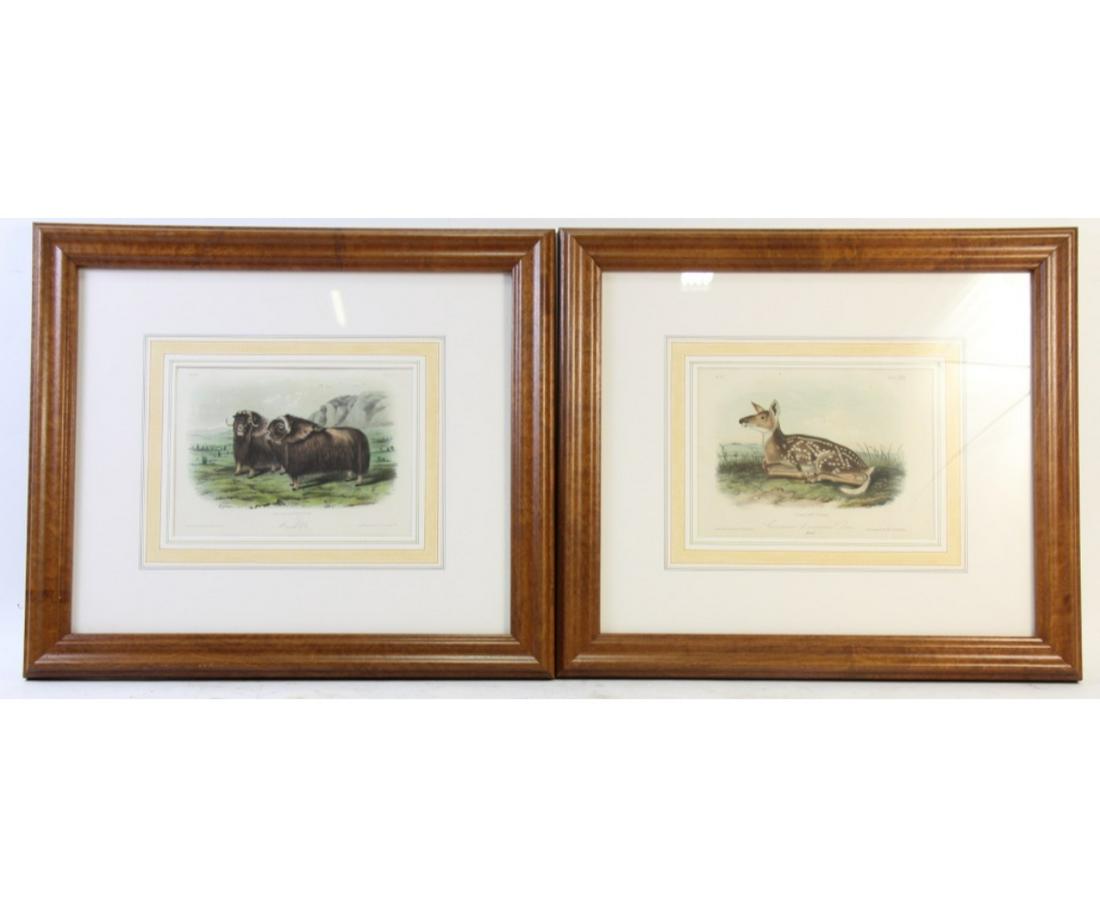 PAIR OF 19th CENTURY AUDUBON ENGRAVINGS: PAIR OF 19th CENTURY AUDUBON HAND COLORED ENGRAVINGS BY J.T. BOWEN. FAWN AND MASK OX. Height: 18 in. by Width: 20 in.