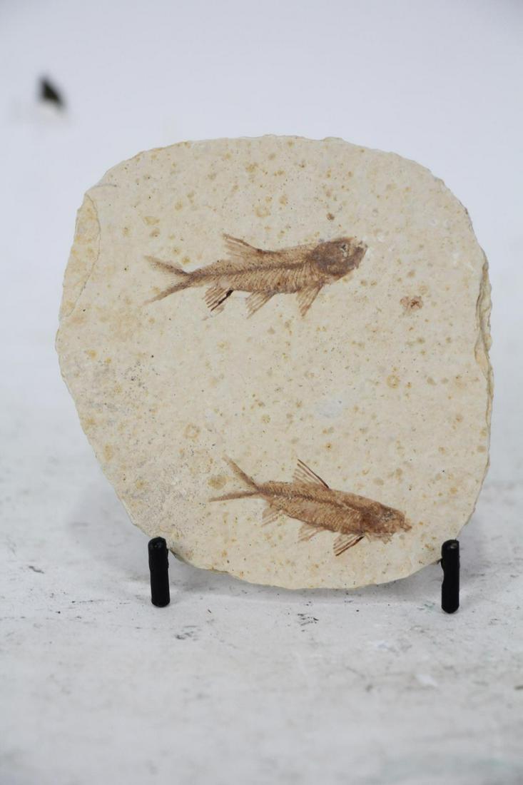 HIGH DETAIL TWO FISH FOSSIL (1 of 4)