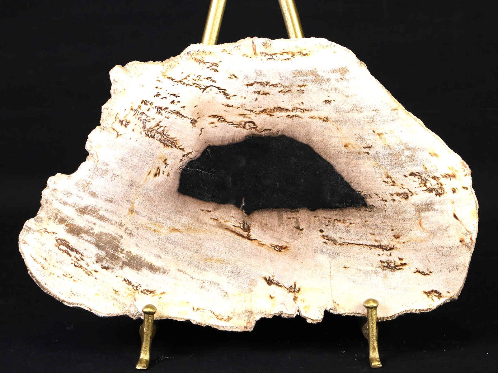 PETRIFIED WOOD SLAB (1 of 5)