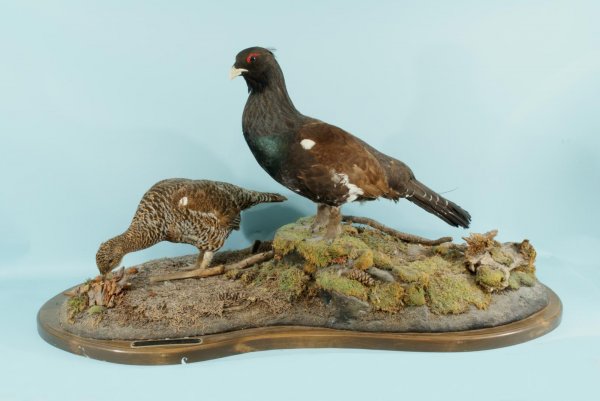 TWO RUSSIAN CAPERCAILLIE TROPHYS ON PLINTH