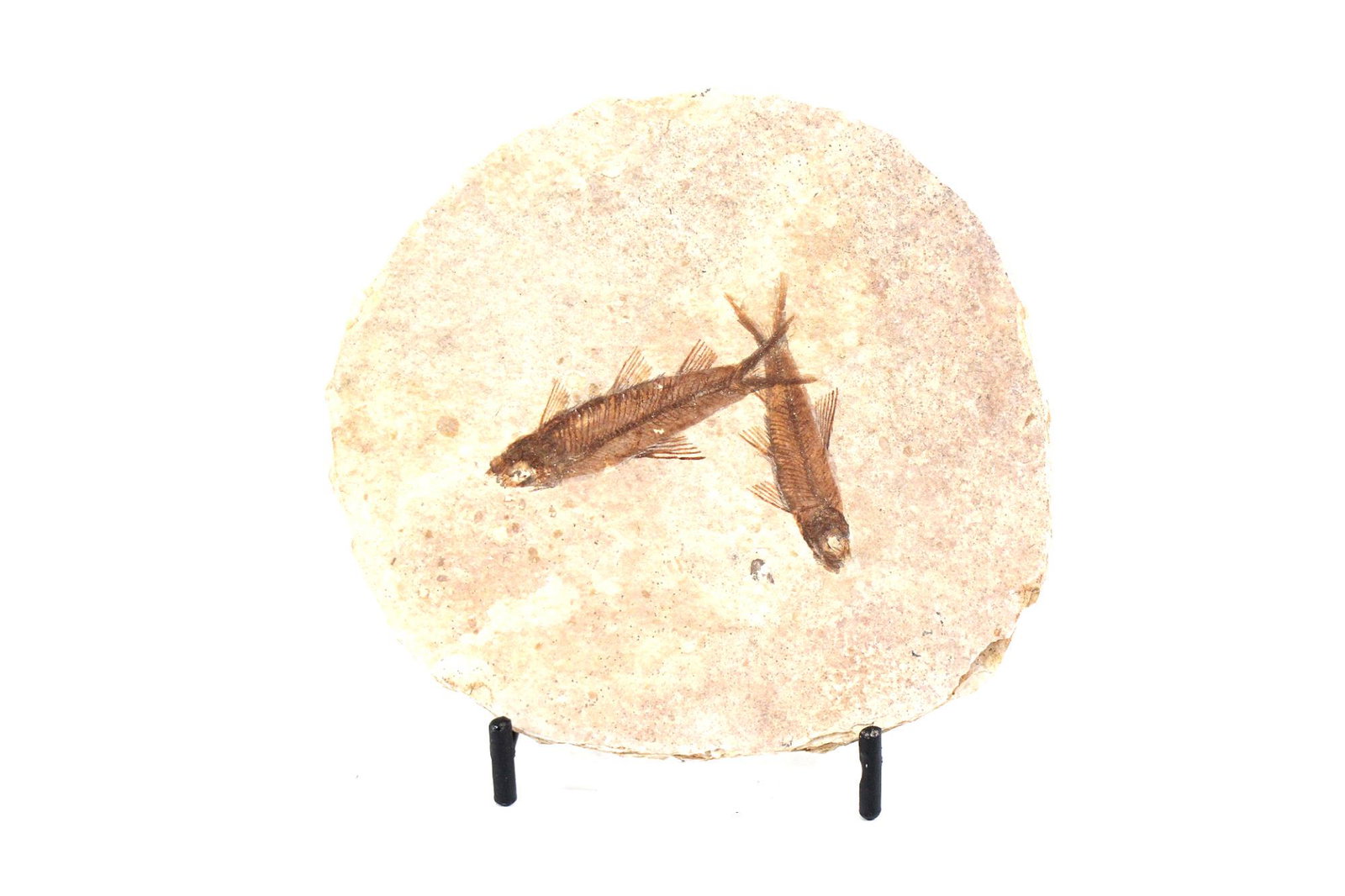HIGH DETAIL FISH FOSSIL: HIGH DETAIL FISH FOSSIL - (F88) 0.6 LBS. Height: 4.5 in. by Width: 5 in. by Depth: 5 IN.