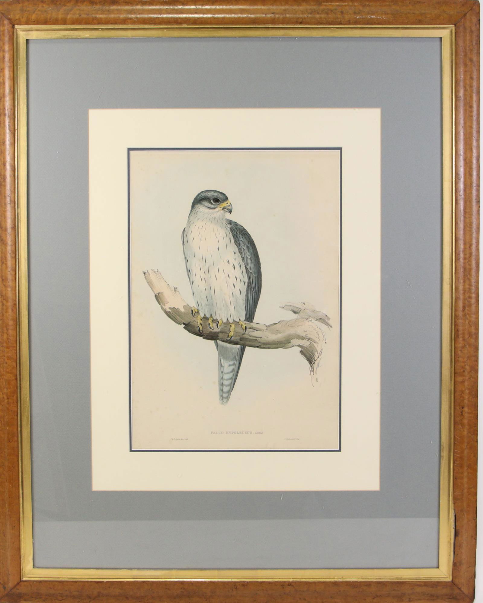 JOHN GOULD "FALCO HYPOLEUCUS" COLOR LITHOGRAPH (1 of 2)
