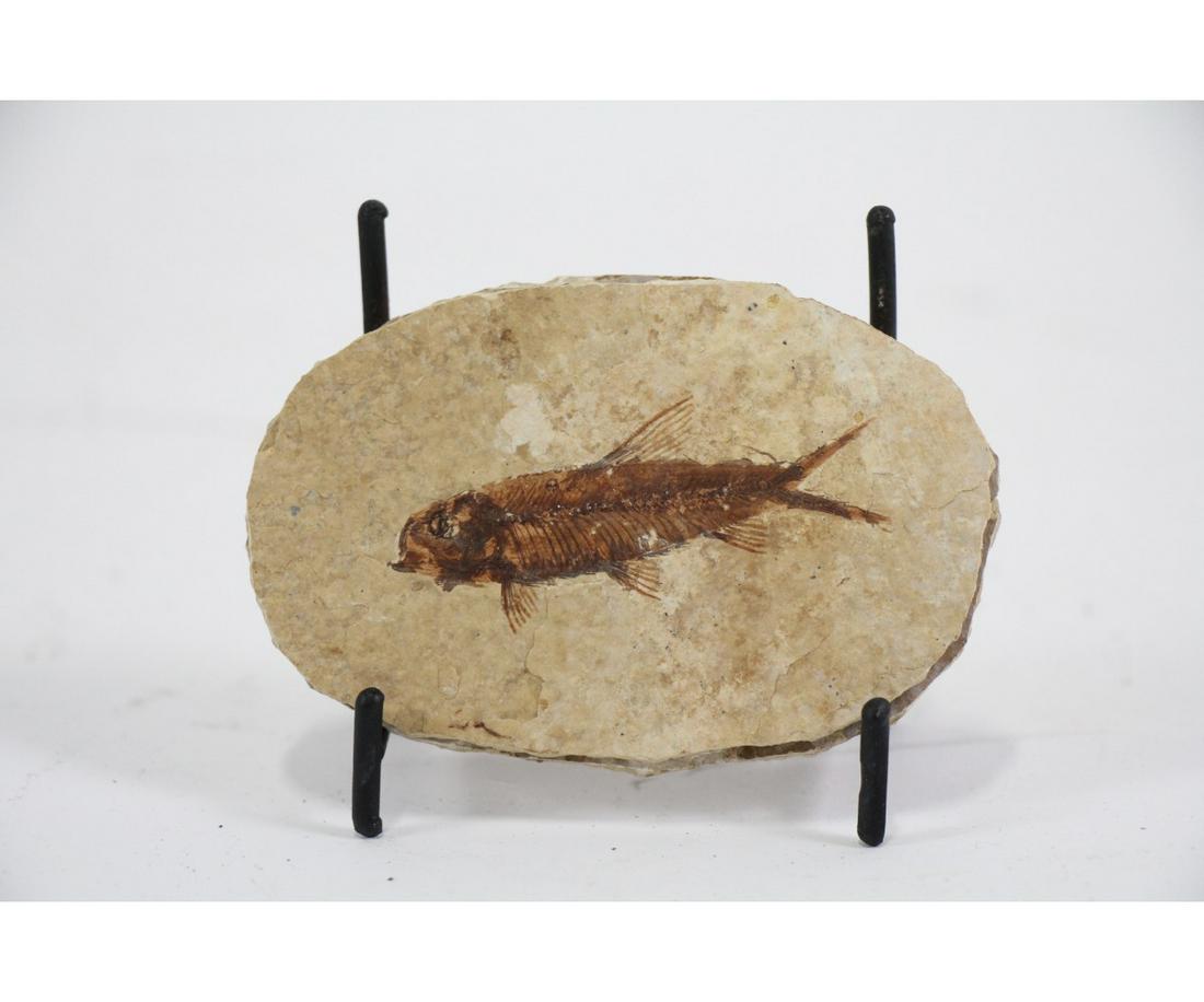 HIGH DETAIL FISH FOSSIL: HIGH DETAIL FISH FOSSIL - (F89) 0.2 LB Height: 2.5 in. by Width: 3.5
