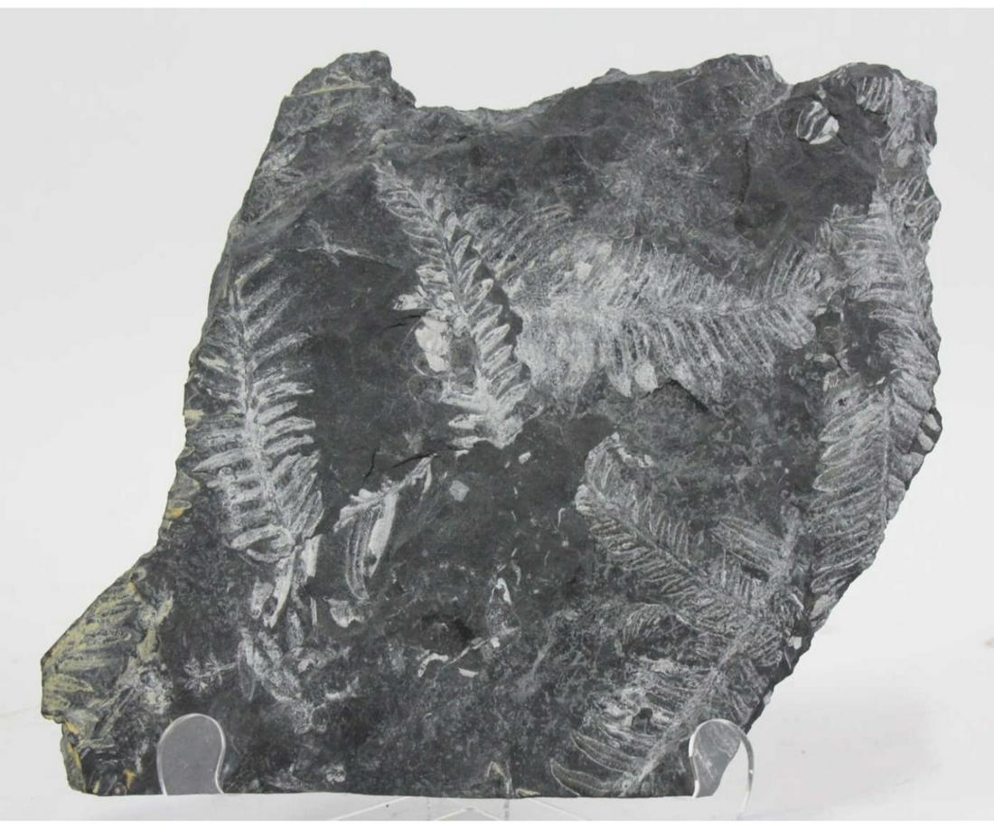 SEED FERN FOSSIL: SEED FERN FOSSIL 2.2 LB Height: 8.25 in. by Width: 8.25 in. by Depth: 8.25