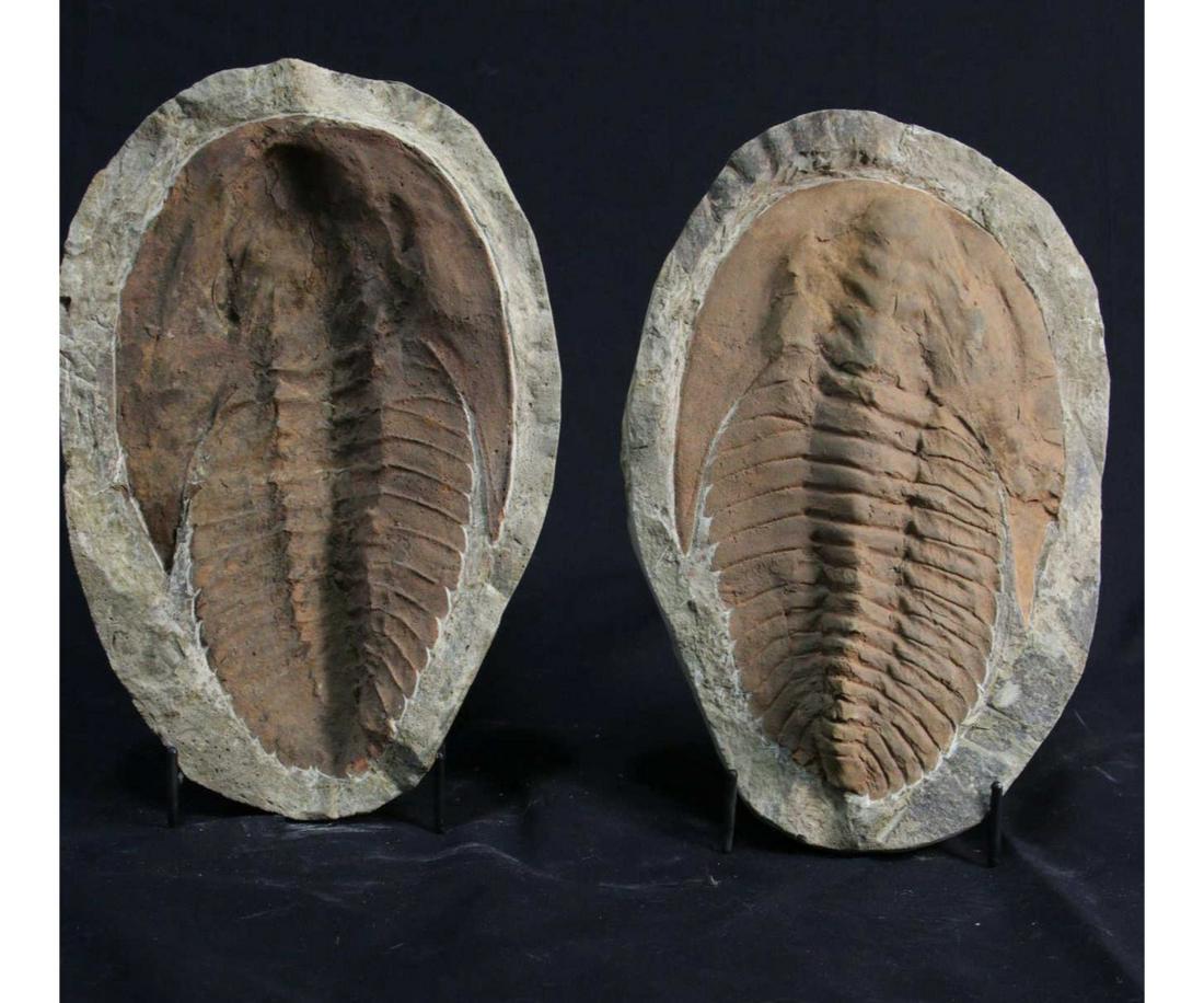 MATCHED SET OF MOROCCAN TRILOBITE FOSSILS (1 of 3)