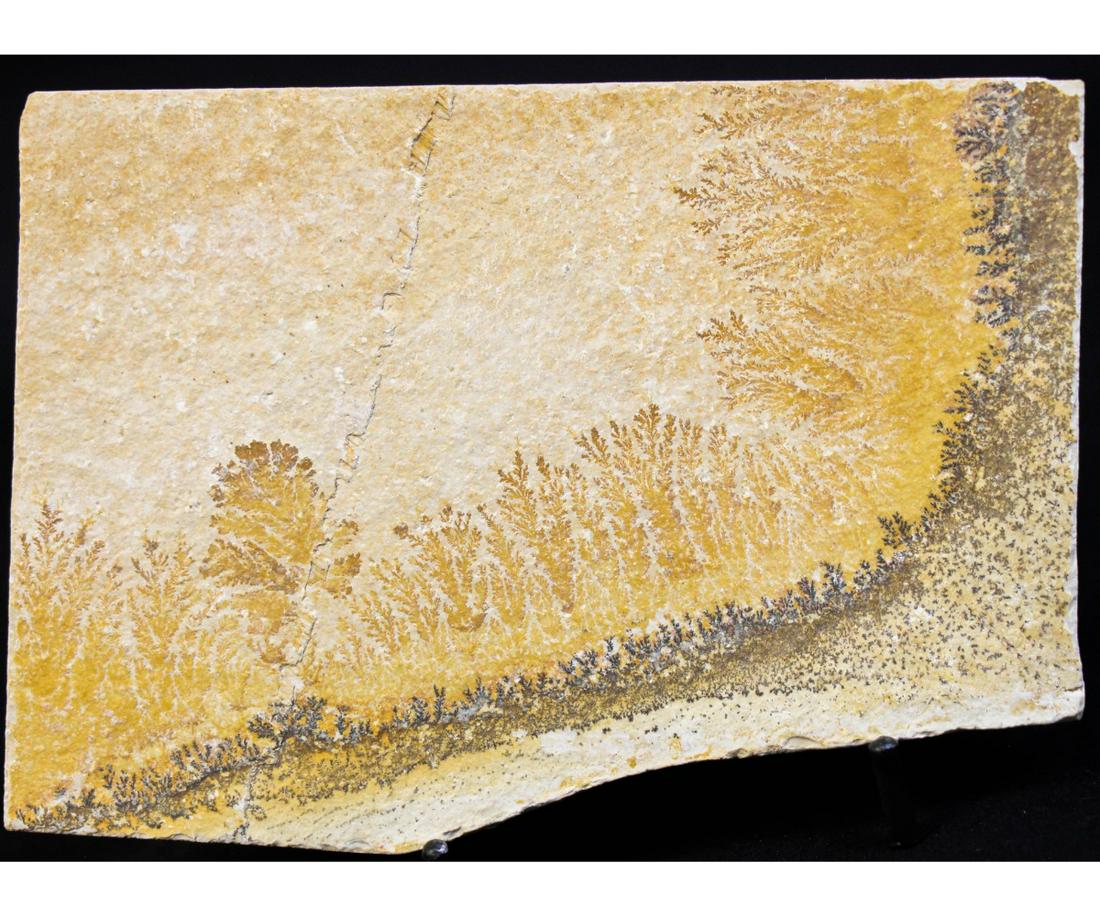 GERMANIC DENDRITE FOSSIL (REPAIRED): GERMANIC DENDRITE FOSSIL (REPAIRED) (F57) 0.8 LB Height: 4 in. by Width: 6