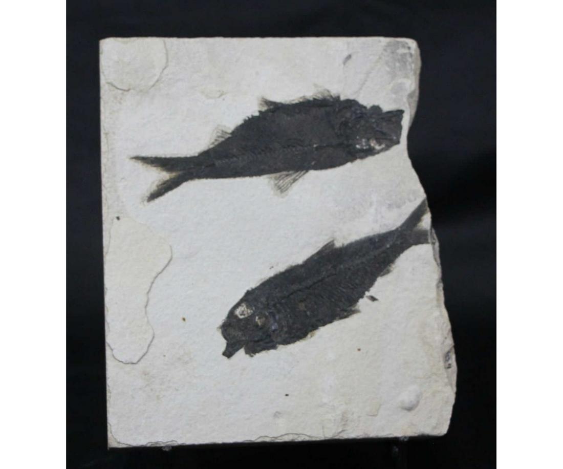 DOUBLE FISH FOSSIL: DOUBLE FISH FOSSIL 3.4 LB Height: 8 in. by Width: 6.25 in. by Depth: 1