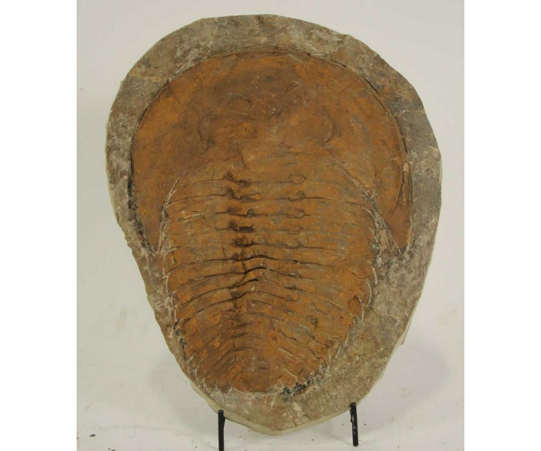 LARGE TRILOBITE FOSSIL (1 of 3)