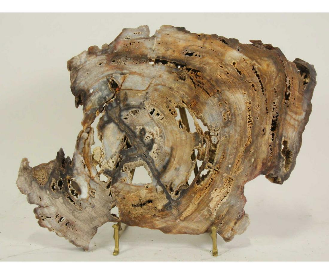 LARGE NATURAL PETRIFIED WOOD SLAB (1 of 2)